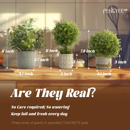 3 Pack Small Fake Plants in Farmhouse Concrete Planter, Artificial Boxwood Topiary Plants Indoor for Home Decor, Small Faux Plants for Bathroom Bedroom Shelf Office Table Kitchen Room Decor